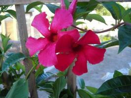 Mandevilla, a vigorous, heat-loving vine, will need severe pruning before being moved indoors. Photo courtesy David Trinklein.