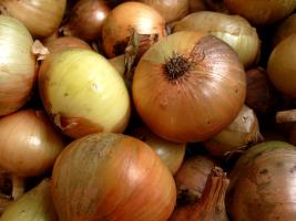 "Onion skins very thin, mild winter coming in. Onion skins very tough, coming winter very rough."  ~ old English rhymePawel Jagielski