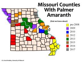 Palmer amaranth, a species of pigweed, is now in at least 39 Missouri counties.Kevin Bradley, University of Missouri