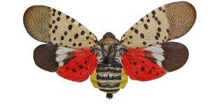 Spotted lanternfly. Photo courtesy Penn State Extension.