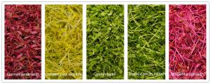 Microgreens typically have more nutrients than their mature counterparts. 