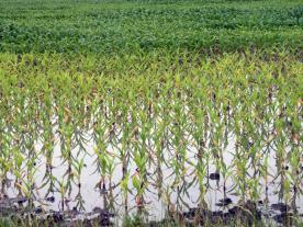 Intense or recurring rainfall creates the potential for ponding in row crops. Survival of submerged seedlings depends on a number of factors. Photo by Linda Geist.