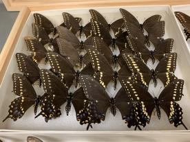 The Enns Entomology Museum on the MU campus houses the Ozark woodland swallowtail collection of J. Richard Heitzman, who discovered the elusive butterfly in the 1970s. Photo courtesy of Kelly McGowan.