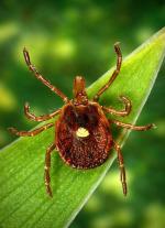 The lone star tick, one of the most common tick species in Missouri, can spread Heartland disease, first found in Missouri in 2009. Female lone star ticks can be identified by the white dot in the center of the back. Photo courtesy U.S. Centers for Diseas