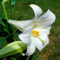 Easter lily. Photo by UpstateNYer, CC BY-SA 3.0, via Wikimedia Commons.