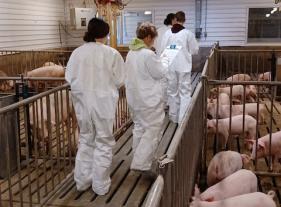 FFA students assess facility maintenance, feeder adjustments and other factors that could affect animal welfare, the environment and profitability in the swine finishing room at the Mizzou Swine Teaching and Research Farm as part of the Missouri FFA Swine