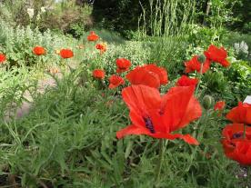 Oriental poppies