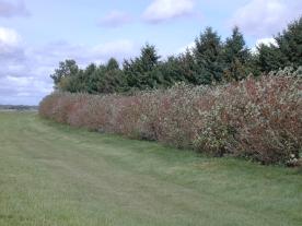 A multiple-row windbreak consisting of conifers and densely growing deciduous shrubs. University of Nebraska photo.