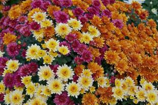Different colors of chrysanthemums. Public domain image, via Wikimedia Commons.
