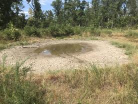 Taney County farm pond affected by drought. Photo by Tim Schnakenberg.