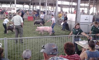 Youths in the swine show ring at a previous Missouri State Fair. Photo by Kendra Graham.