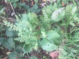 Perilla mint, a toxic summer annual, is also known as rattlesnake weed, purple mint and beefsteak plant. All parts of it are toxic, and it can cause breathing problems and death in cows and small ruminants. Photo courtesy MU Extension veterinary toxicolog