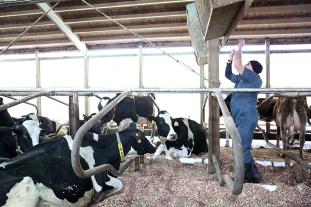 MU Extension veterinarian Scott Poock adjusting fans at a barn at MU Foremost Dairy, Columbia.