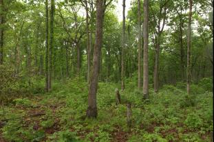 University of Missouri Extension and partners will hold a free forest and wildlife management workshop Sept. 9 at the property of Bill and Margie Haag in Portland, Mo. Photo courtesy of Brian Schweiss.