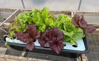 MU Extension and Lincoln University educators will soon begin teaching classes in hydroponics, a farming system that allows greens to be grown on a desktop or kitchen countertop. Photo courtesy of Donna Aufdenberg.