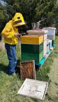 Larry Soles, a participant in MU Extension’s Heroes to Hives program, checks some of his hives. Soles sells creamed honey, flavor-infused honey and wooden beehive products through Muddy Creek Honey in Green Ridge, Mo. Photo courtesy of Larry Soles.