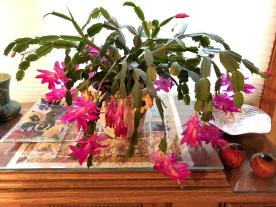 Holiday cactus