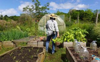 Gardener standing among raised beds with a basket of freshly harvested greens.