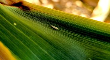 Corn leafhopper on a leaf.
