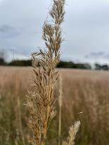 Native Warm Season Grass Seed Workshop