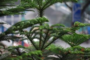 Norfolk Island pine.
