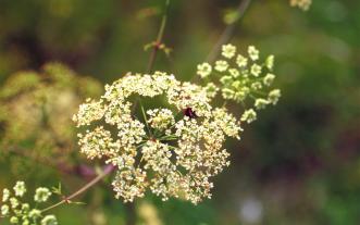 Poison hemlock