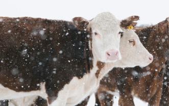 Cattle in snow. Stock photo.