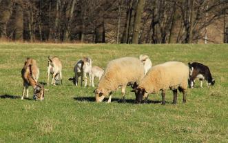 Sheep and goats