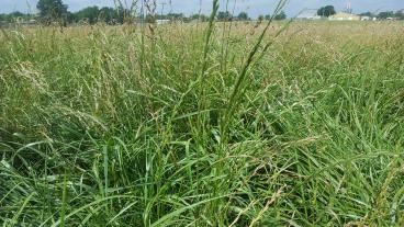 fescue pasture