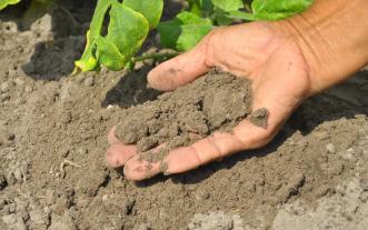 A handful of soil