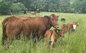 Pasture