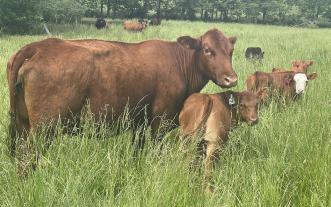 Cows in a field