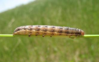 True armyworm. Photo by Greg Luce, MU Extension.