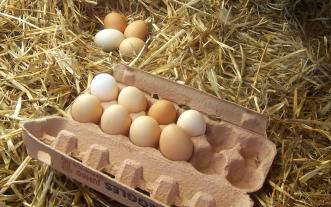 eggs