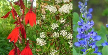 Red, white and blue flowers