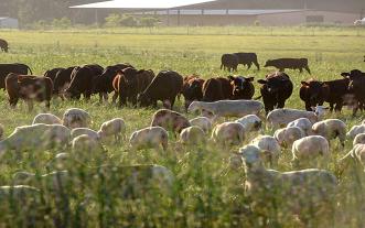 Grazing animals