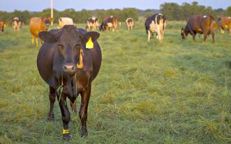 File photo, MU College of Agriculture, Food and Natural Resources.
