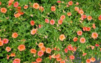 Calibrachoa Superbells Dreamsicle. Photo by Krzysztof Ziarnek [CC BY-SA  4.0], via Wikimedia Commons.