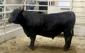 Bull 