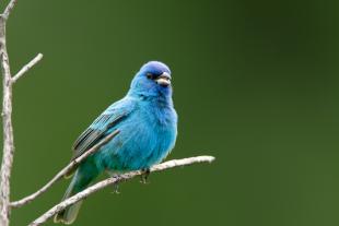 Indigo bunting