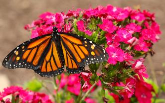 Monarch butterfly.