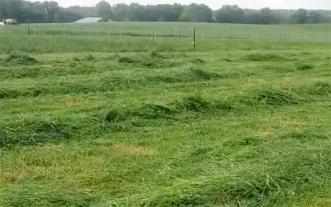 Field cut with swather at highest setting.