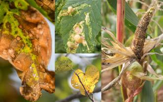 Plant diseases