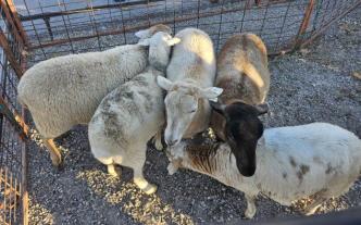 Sheep in a pen