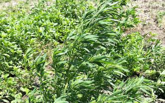 Kochia, a highly competitive weed