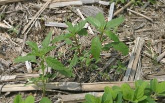 Common waterhemp.