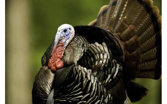 wild turkey