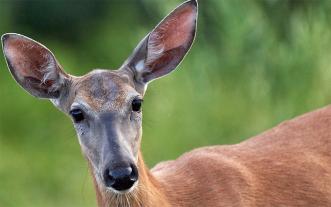Female deer