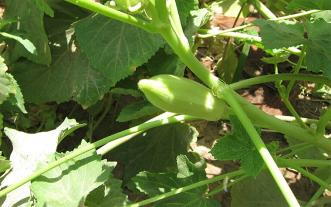 Okra plant