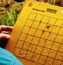 stick card